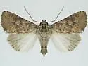 Perigea enixa - Hodges#9689.2