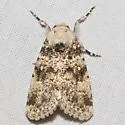 Undescribed Perigea Moth - Hodges#9689.96