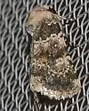 Undescribed Perigea Moth - Hodges#9689.96 - photo 2