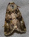 Undescribed Perigea Moth - Hodges#9689.96 - photo 3