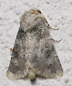Undescribed Perigea Moth - Hodges#9689.96 - photo 4