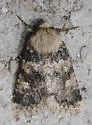 Undescribed Perigea Moth - Hodges#9689.96 - photo 5