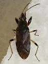 Perigenes constrictus - photo 2