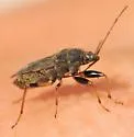 Perigenes constrictus - photo 3