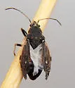 Perigenes constrictus - photo 4