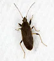 Perigenes constrictus - photo 5