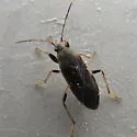 Perigenes similis