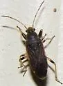 Perigenes similis - photo 2