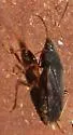 Perigenes similis - photo 3