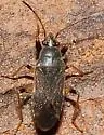 Perigenes similis - photo 4