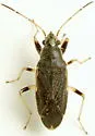 Perigenes similis - photo 5