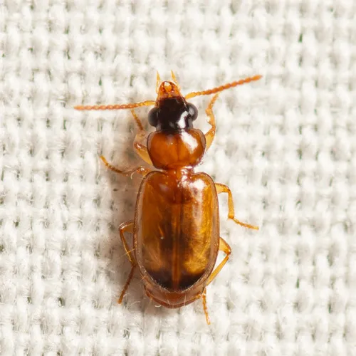 Perigona nigriceps - photo 2