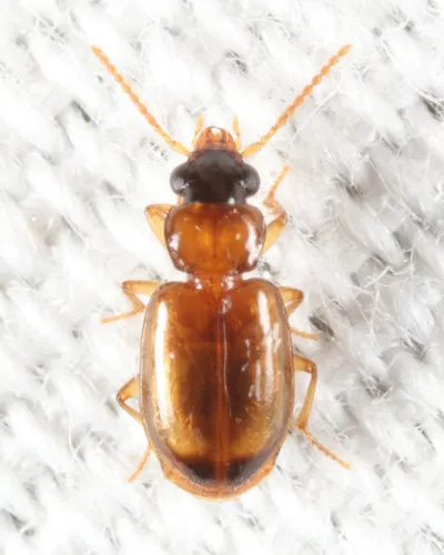 Perigona nigriceps - photo 3