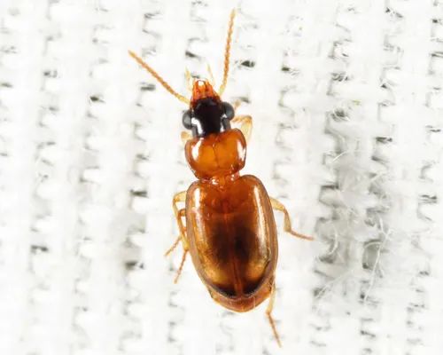 Perigona nigriceps - photo 4