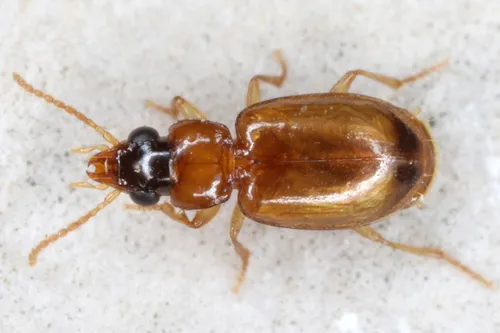 Perigona nigriceps - photo 5