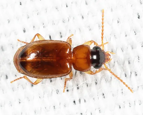 Perigona nigriceps - photo 7