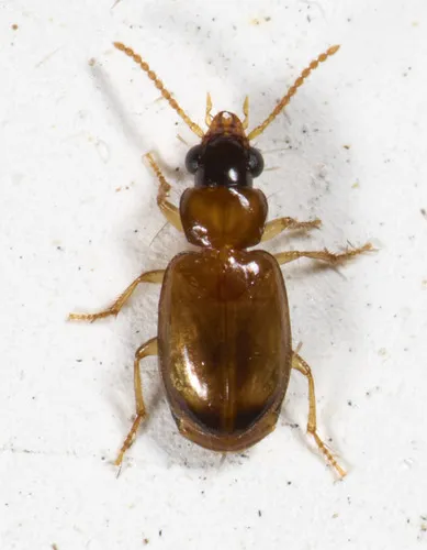 Perigona nigriceps - photo 8