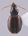 Perigona pallipennis