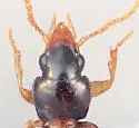 Perigona pallipennis - photo 4