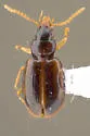 Perigona pallipennis - photo 5