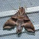 Half-blind Sphinx - Hodges#7846