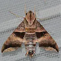 Half-blind Sphinx - Hodges#7846 - photo 2