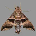 Half-blind Sphinx - Hodges#7846 - photo 3
