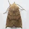 Perigonica angulata - Hodges#10468
