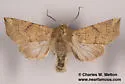Perigonica angulata - Hodges#10468 - photo 2