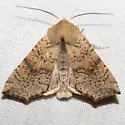 Perigonica angulata - Hodges#10468 - photo 4