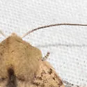 Perigonica angulata - Hodges#10468 - photo 5