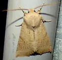 Perigonica fulminans - Hodges#10466