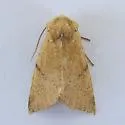 Perigonica fulminans - Hodges#10466 - photo 4