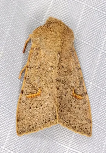 Perigonica pectinata - Hodges#10469 - Perigonica pectinata