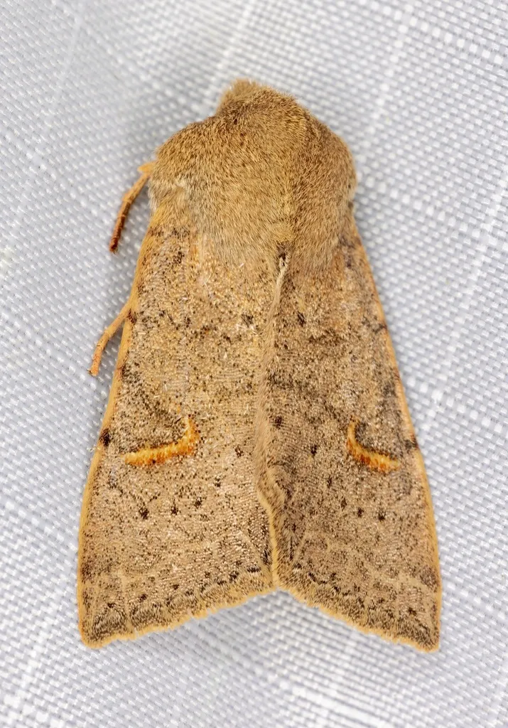 Perigonica pectinata - Hodges#10469 - photo 2