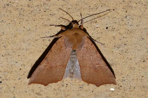 Perigonica tertia - Hodges#10464