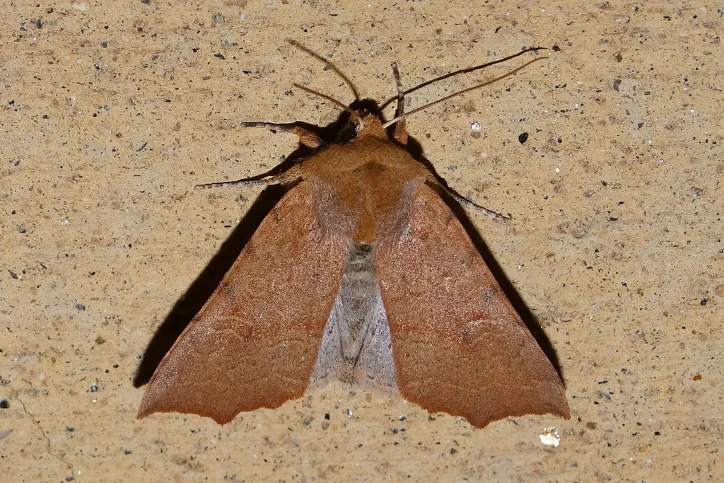 Perigonica tertia - Hodges#10464 - photo 2