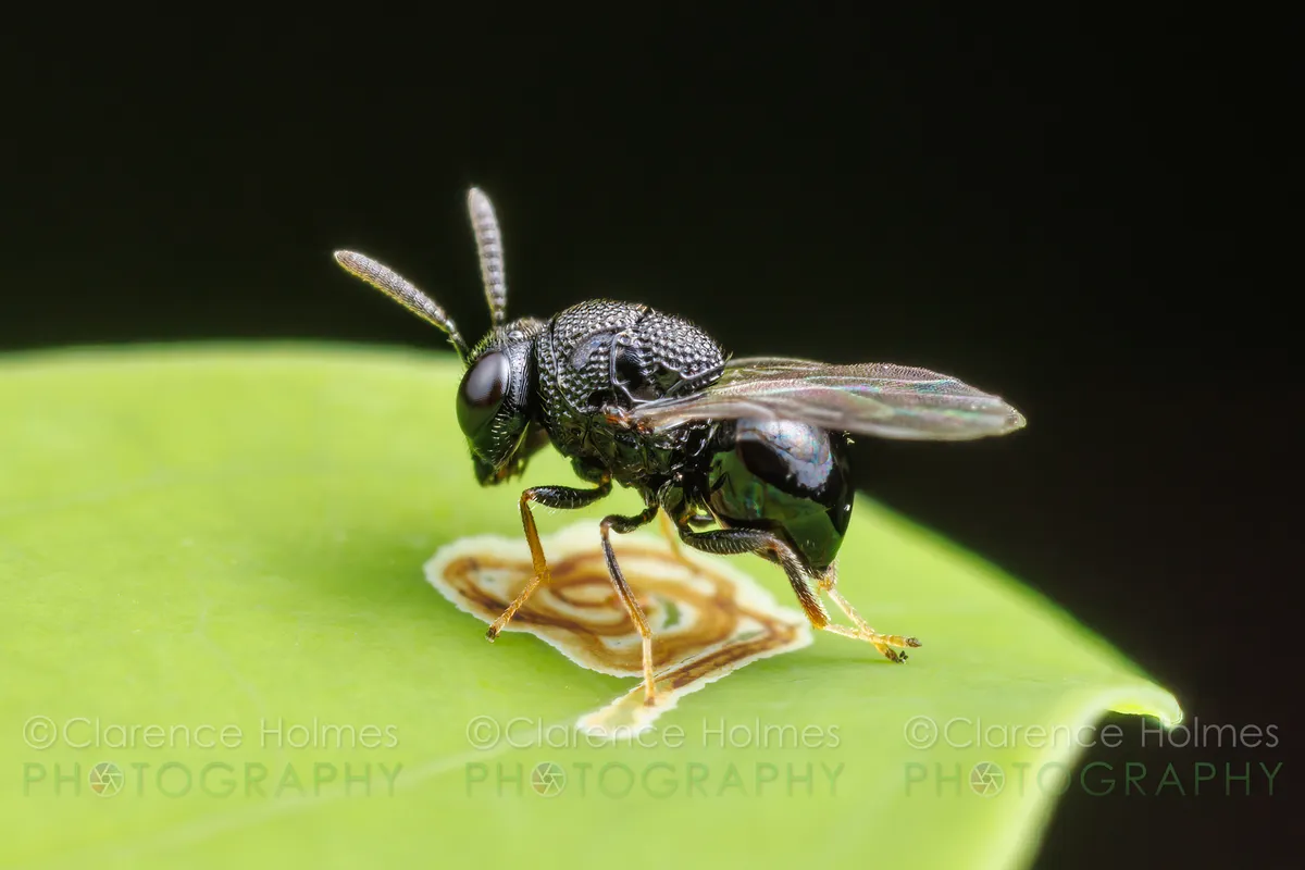 Perilampid Wasps - photo 2