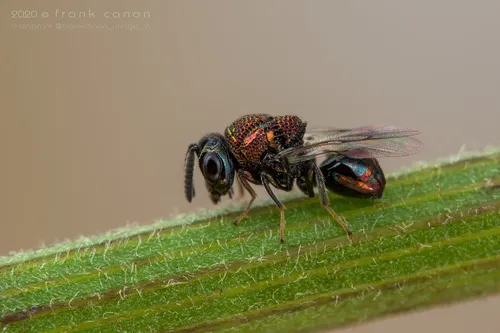 Perilampus aeneus
