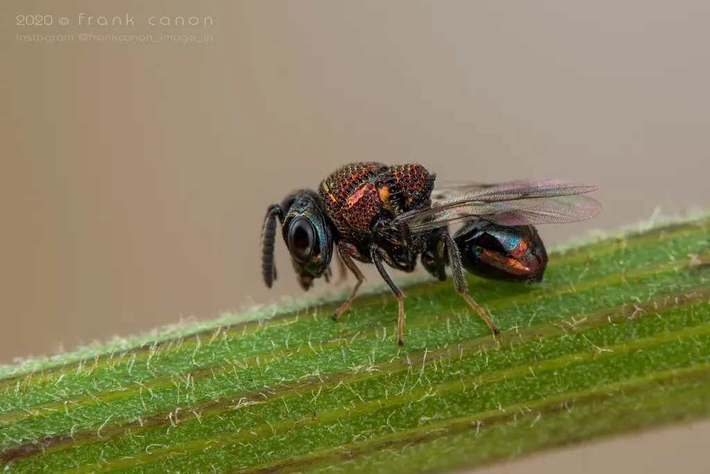 Perilampus aeneus - photo 2