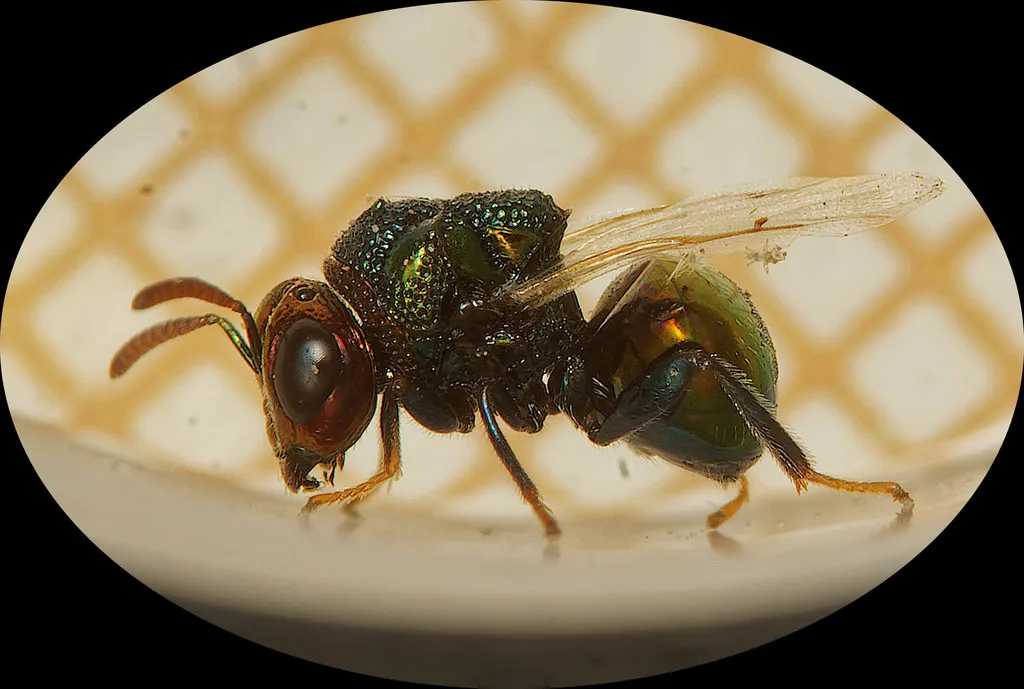 Perilampus auratus