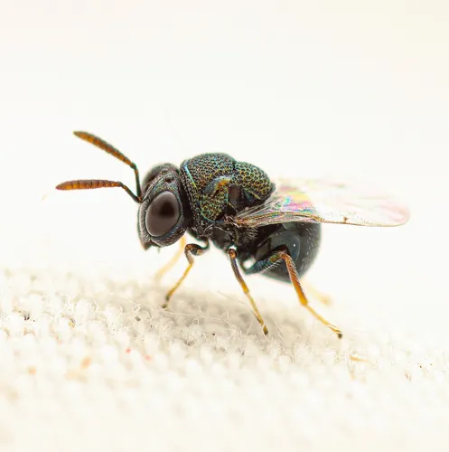 Perilampus chrysopae
