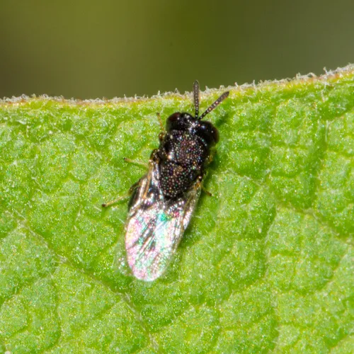 Perilampus fulvicornis