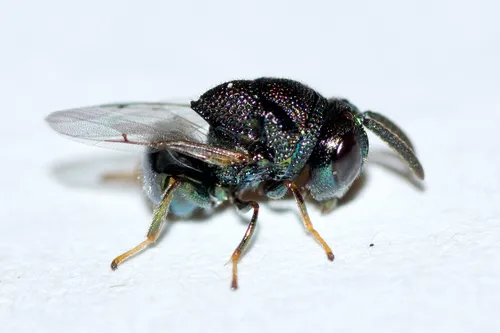 Perilampus hyalinus - photo 2