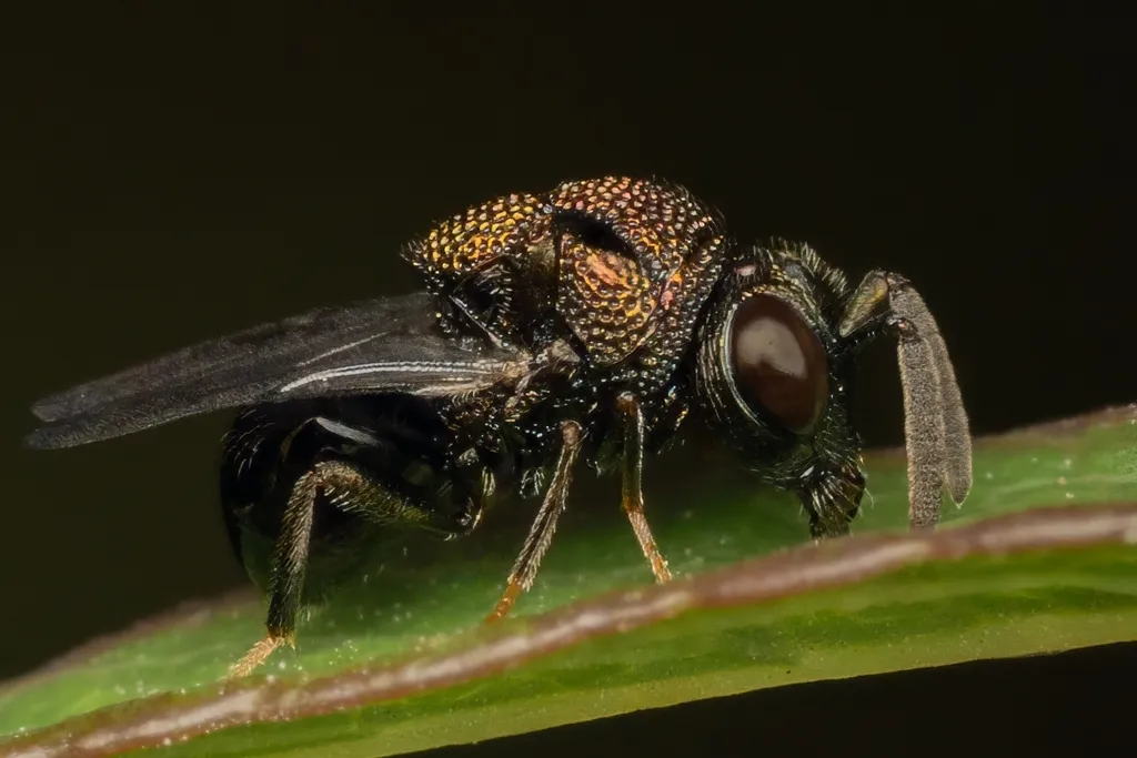 Perilampus laevifrons