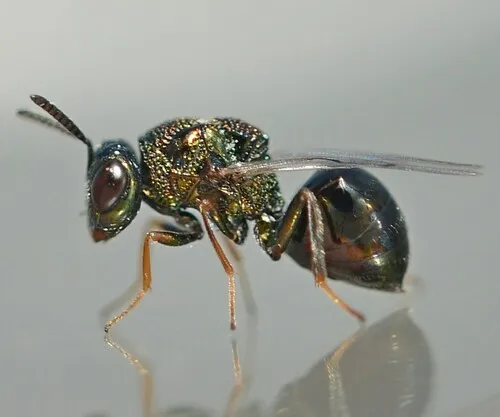 Perilampus micans
