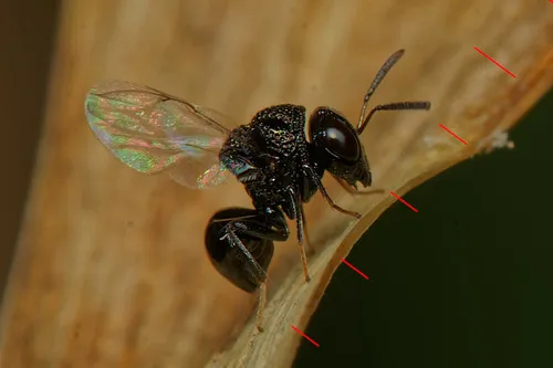 Perilampus minutalis