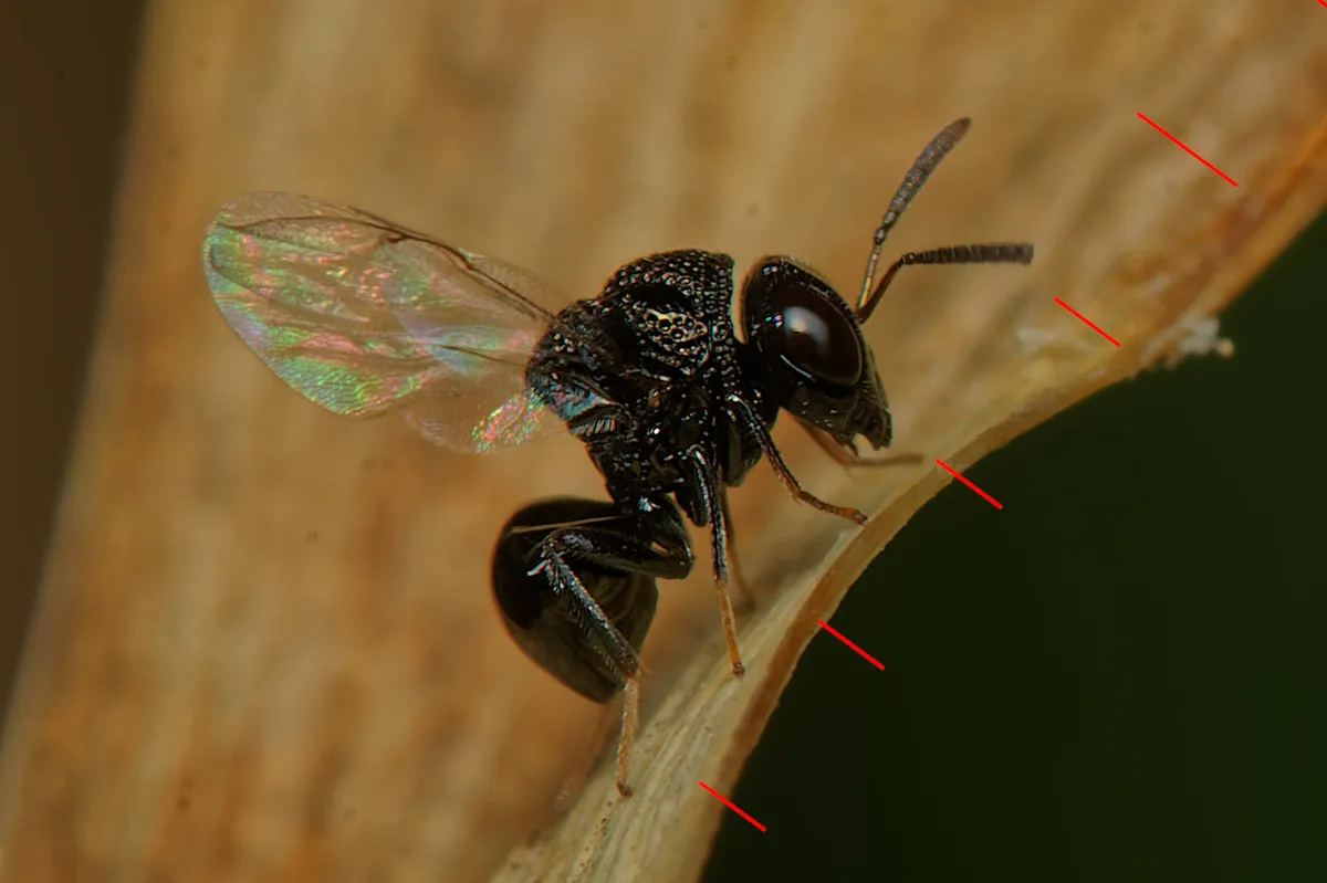 Perilampus minutalis - photo 3