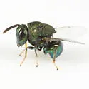 Perilampus neodiprioni