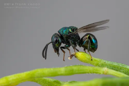 Perilampus nitens